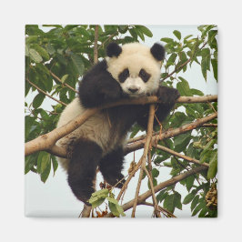 Imã Jovem gigante do Panda