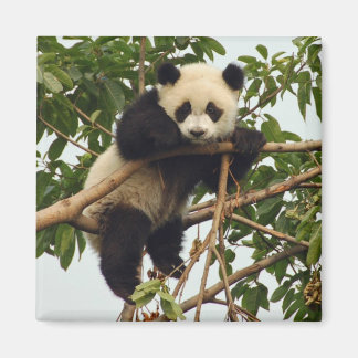 Imã Jovem gigante do Panda