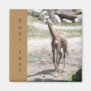 Imã Jovem Girafa Andando Seus Avisadores De Texto