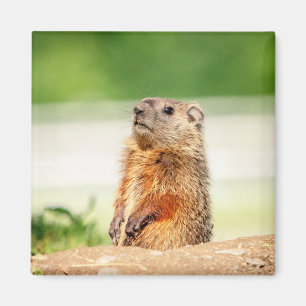 Imã Jovem Groundhog