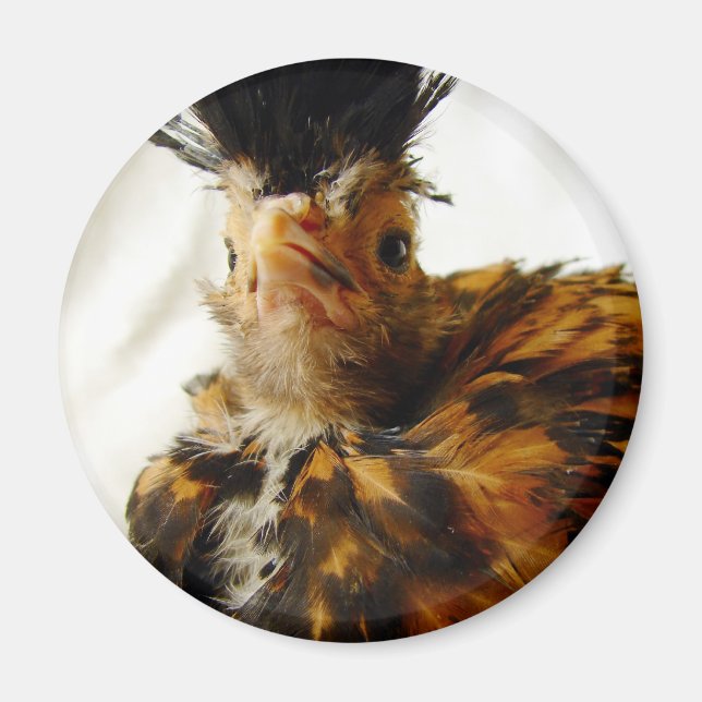 Imã Jovem Polonês (Frente)