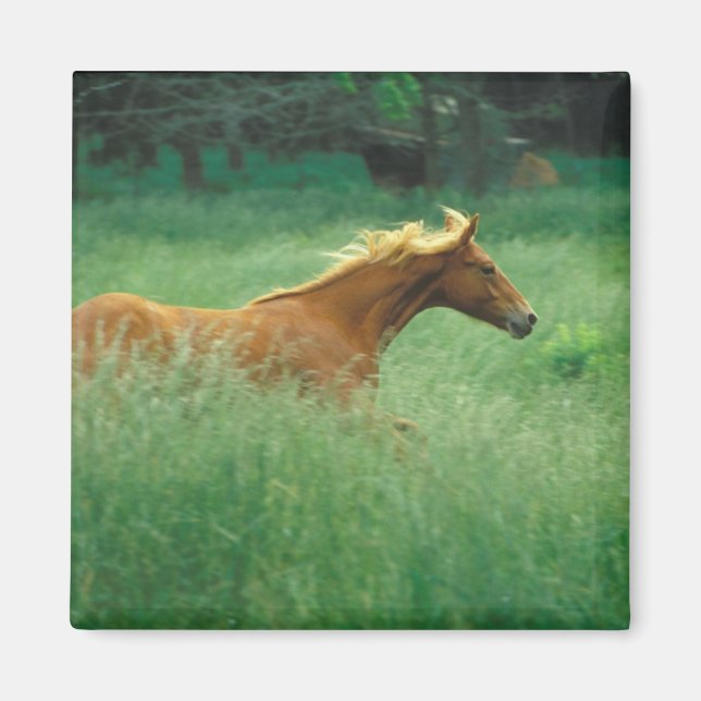 Imã Jovem Stallion Atravessa O Prado (Frente)