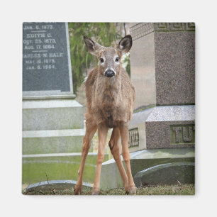 Imã Jovem Veado Branco no cemitério