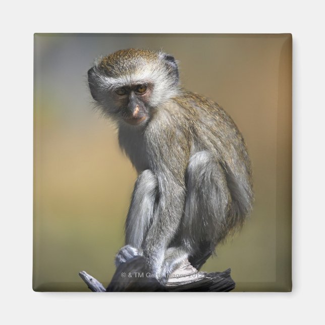 Imã Jovem Vervet Monkey (Cercopithecus aethiops) em (Frente)