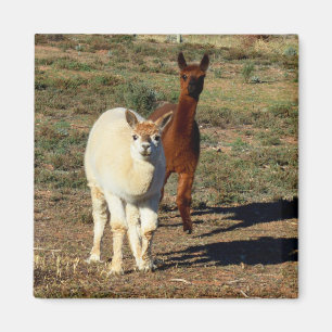 Imã Jovens Castanhos E Alpacas Brancas,