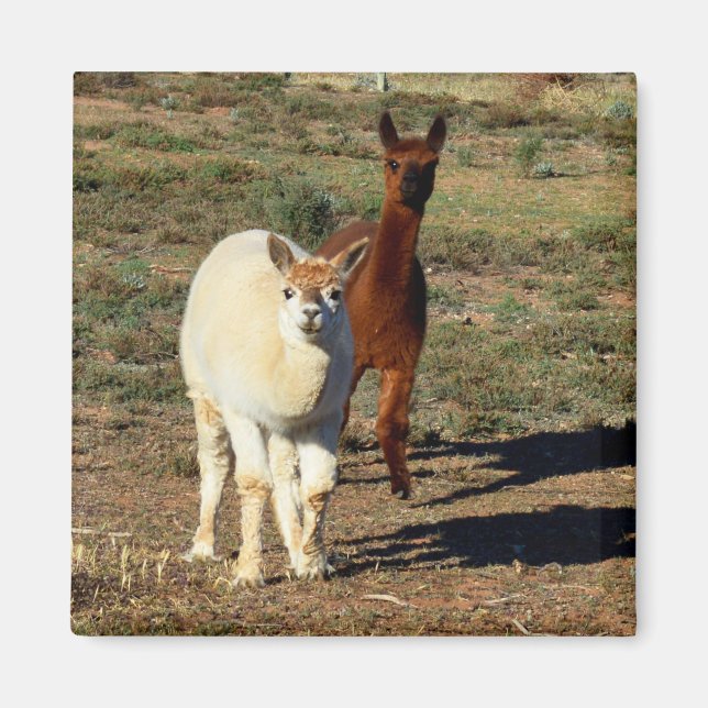 Imã Jovens Castanhos E Alpacas Brancas, (Frente)