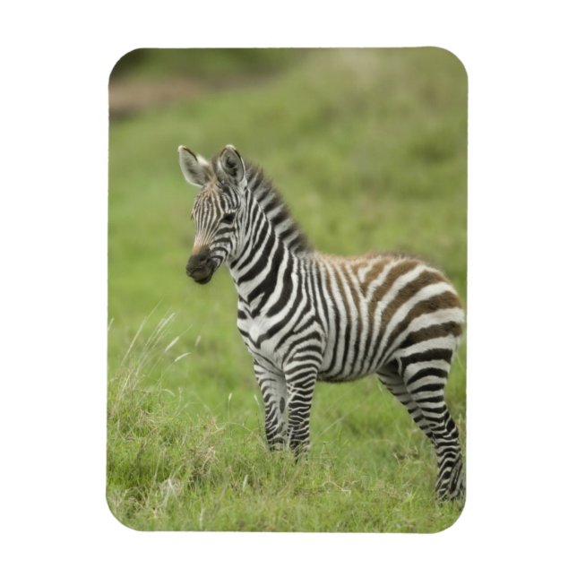 Ímã Jovens Zebra Na Planície De Serengeti (Vertical)