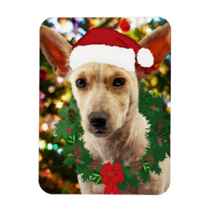 Ímã Joy para o Puppy