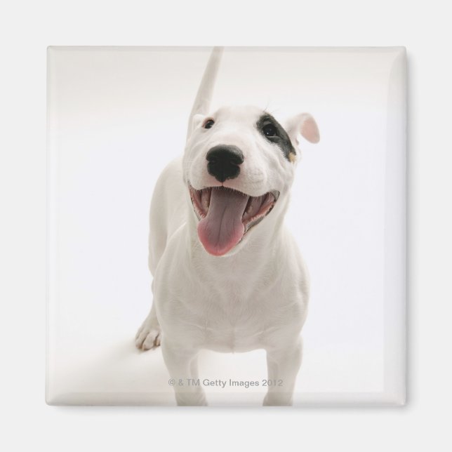Imã Joyful Bull terrier (Frente)