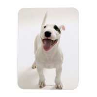 Joyful Bull terrier