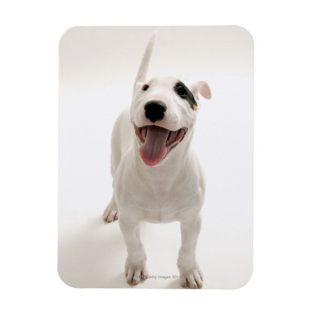 Ímã Joyful Bull terrier (Vertical)