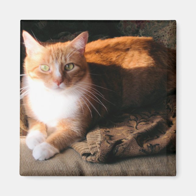 Imã JT o Gato (Frente)