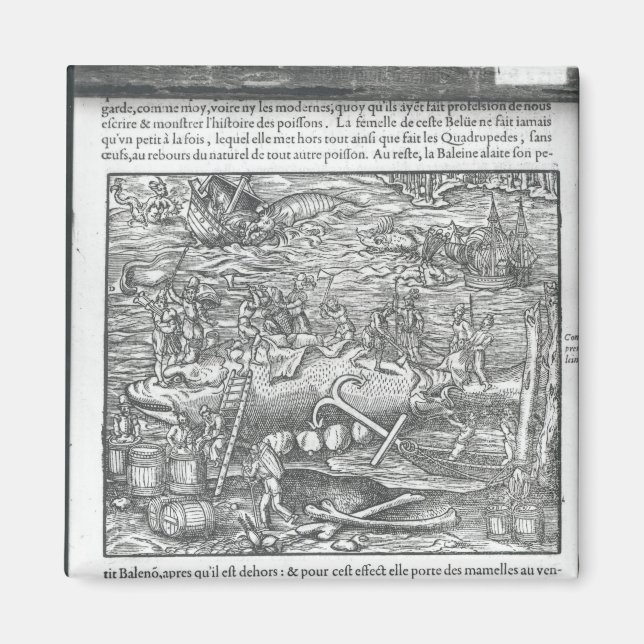 Imã Juntando uma baleia (Frente)