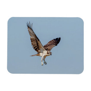 Ímã Juvenil Osprey em voo