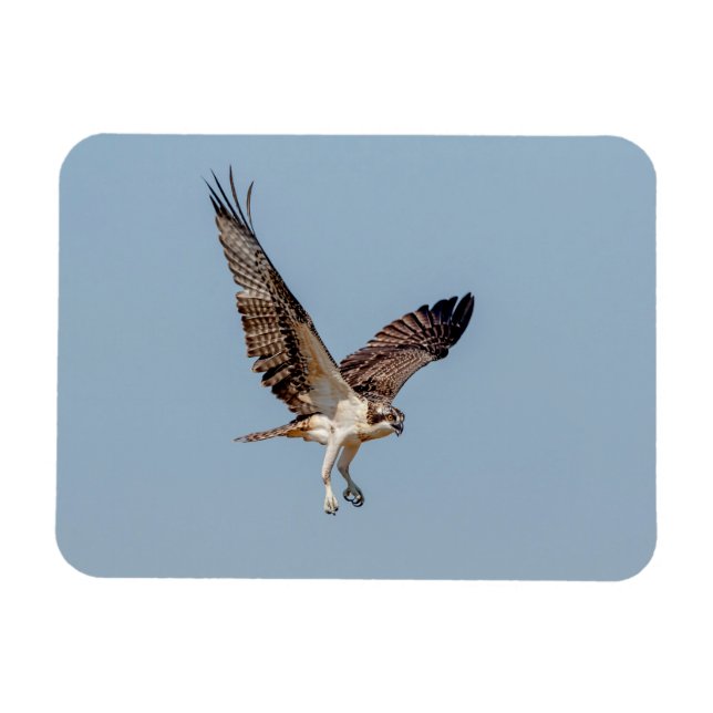Ímã Juvenil Osprey em voo (Horizontal)