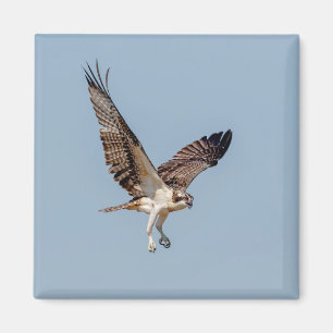 Imã Juvenil Osprey em voo