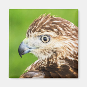 Imã Juvenil Red Tailed Hawk