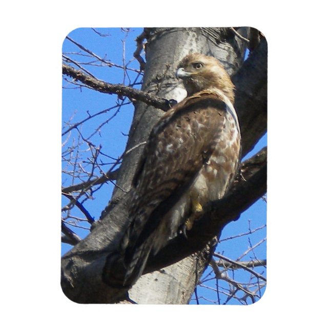 Ímã Juvenil Red Tailed Hawk Magnet (Vertical)