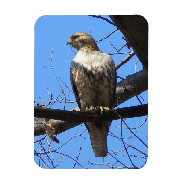 Ímã Juvenil Red Tailed Hawk Magnet (Vertical)