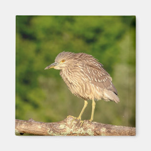 Imã Juvenile Black Crowned Night Heron