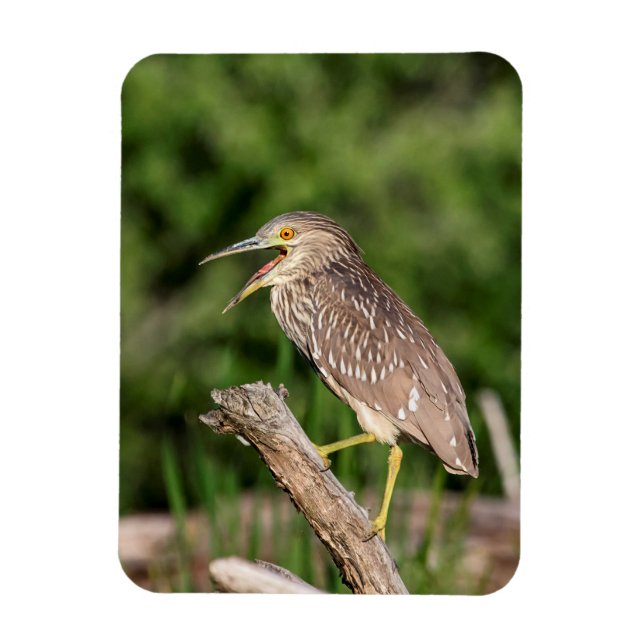 Ímã Juvenile Black Crowned Night Heron (Vertical)