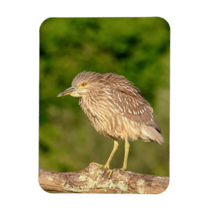 Ímã Juvenile Black Crowned Night Heron