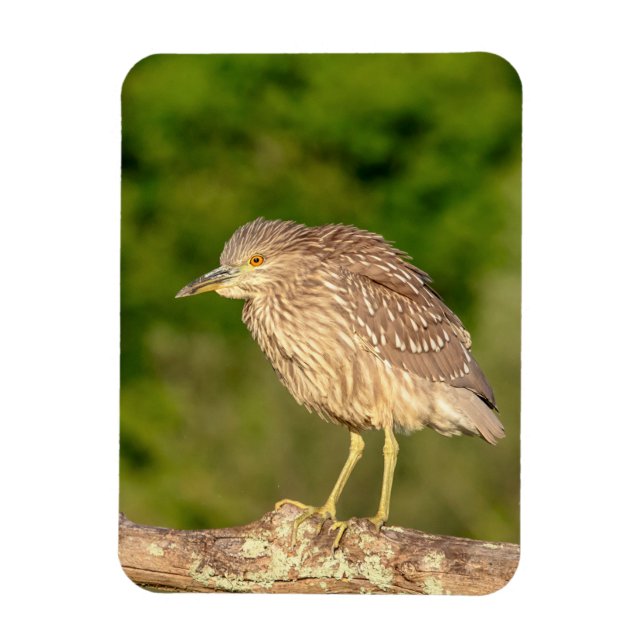 Ímã Juvenile Black Crowned Night Heron (Vertical)