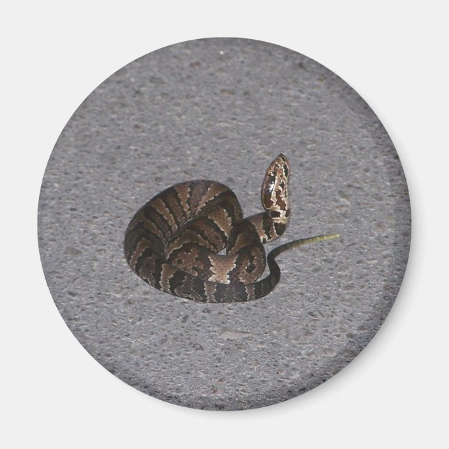 Imã Juvenile Cottonmouth Cobra (Frente)