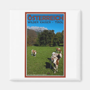 Imã Kaiser mais selvagem - vacas