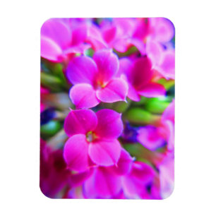 Ímã Kalanchoe feliz brilhante floresce o roxo magenta