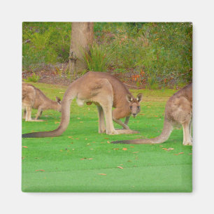 Imã kanga