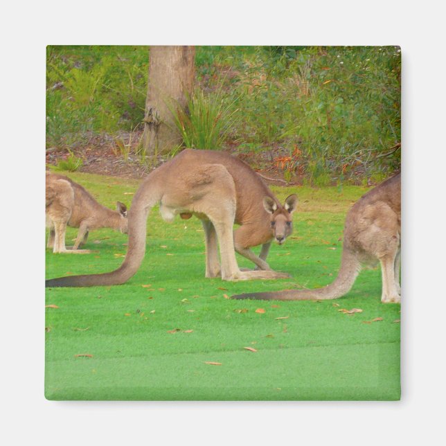 Imã kanga (Frente)