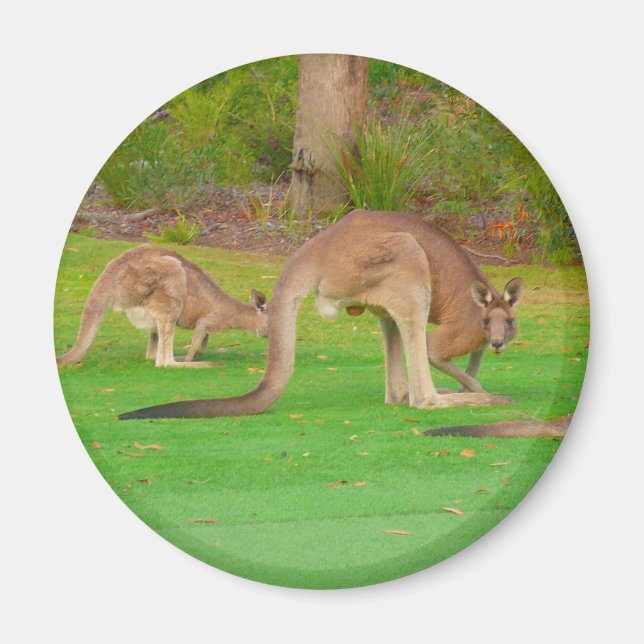 Imã kangaroo (Frente)