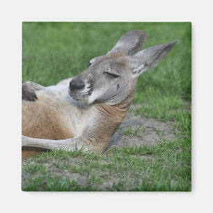 Imã Kangaroo de costas