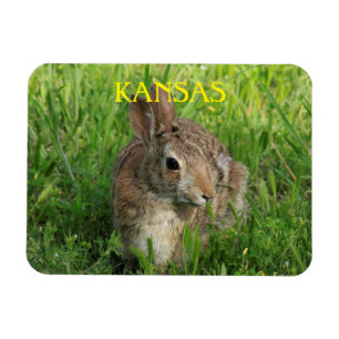Ímã Kansas Bunny Rabbit