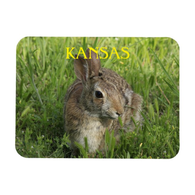 Ímã Kansas Bunny Rabbit (Horizontal)