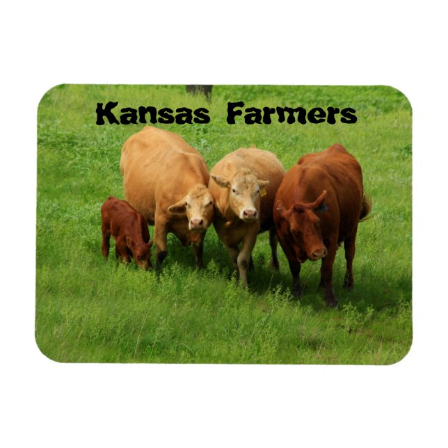 Ímã Kansas Farmers Cows (Horizontal)