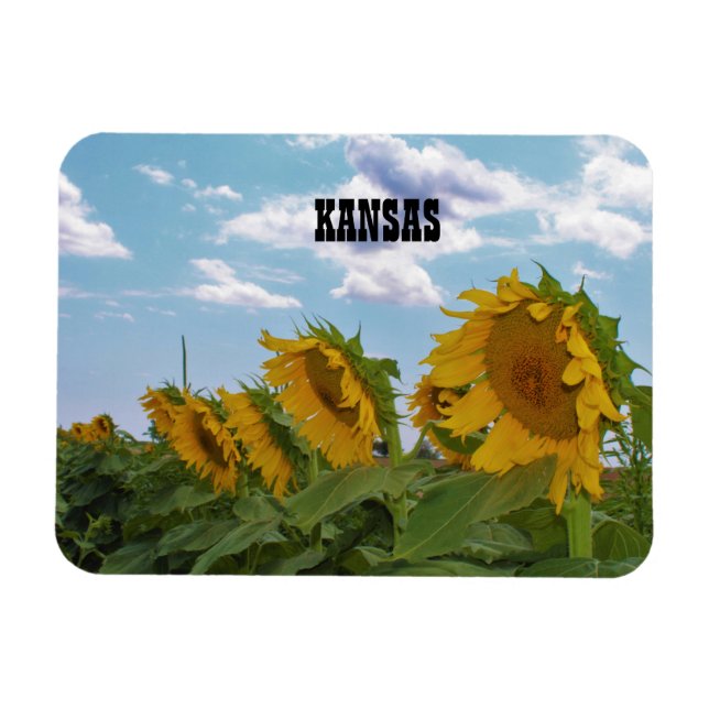 Ímã Kansas Sunflower (Horizontal)
