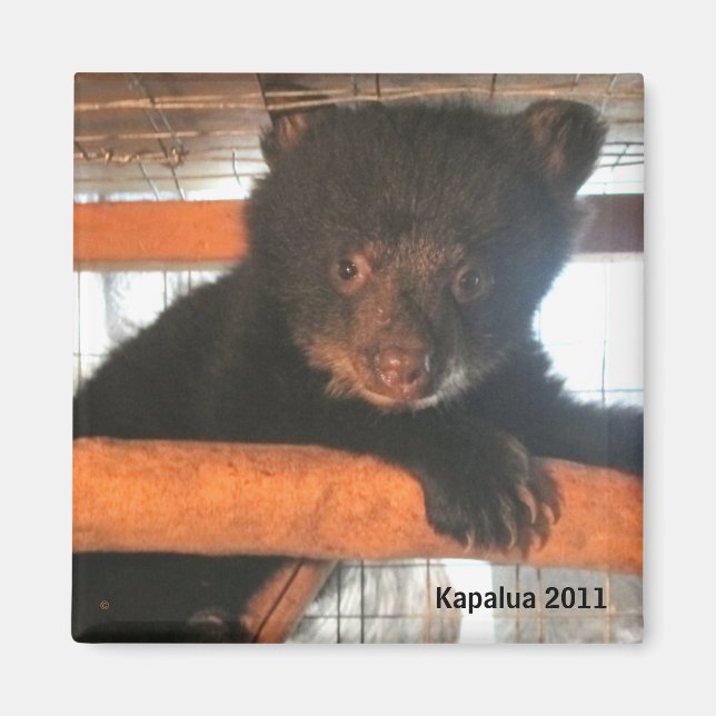 Imã Kapalua 2011 Magnet (Frente)