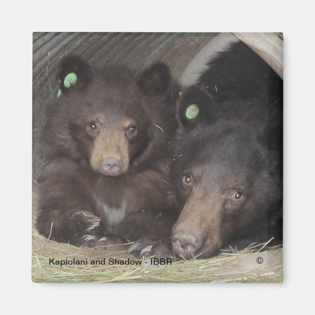 Imã Kapiolani e Shadow - ímã quadrado (Frente)