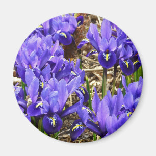 Imã Katherine Hodgkin torna iridescente o primavera