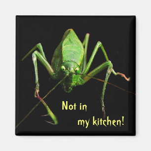Imã Katydid na cozinha