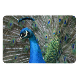 Ímã Kauai Peacock Feather