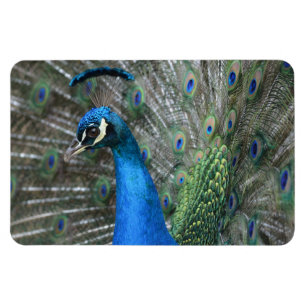 Ímã Kauai Peacock Feather