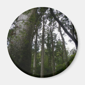 Imã Kauri Forest