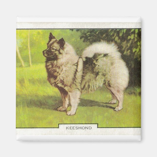 Imã Keeshond (Frente)
