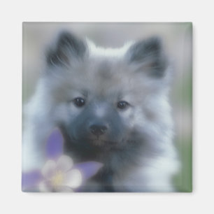 Imã Keeshond e Columbine - Fotografia de Cães