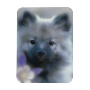 Ímã Keeshond e Columbine - Fotografia de Cães