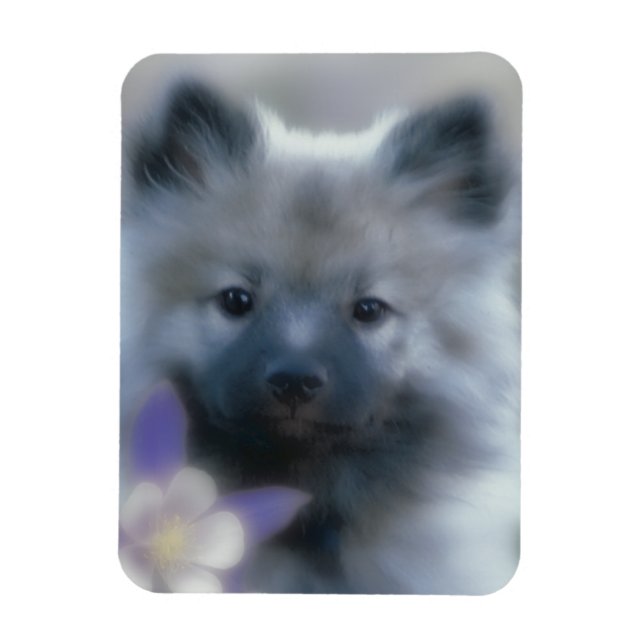 Ímã Keeshond e Columbine - Fotografia de Cães (Vertical)