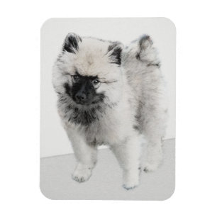 Ímã Keeshond Puppy Drapy - Arte Cachorro Original Boni